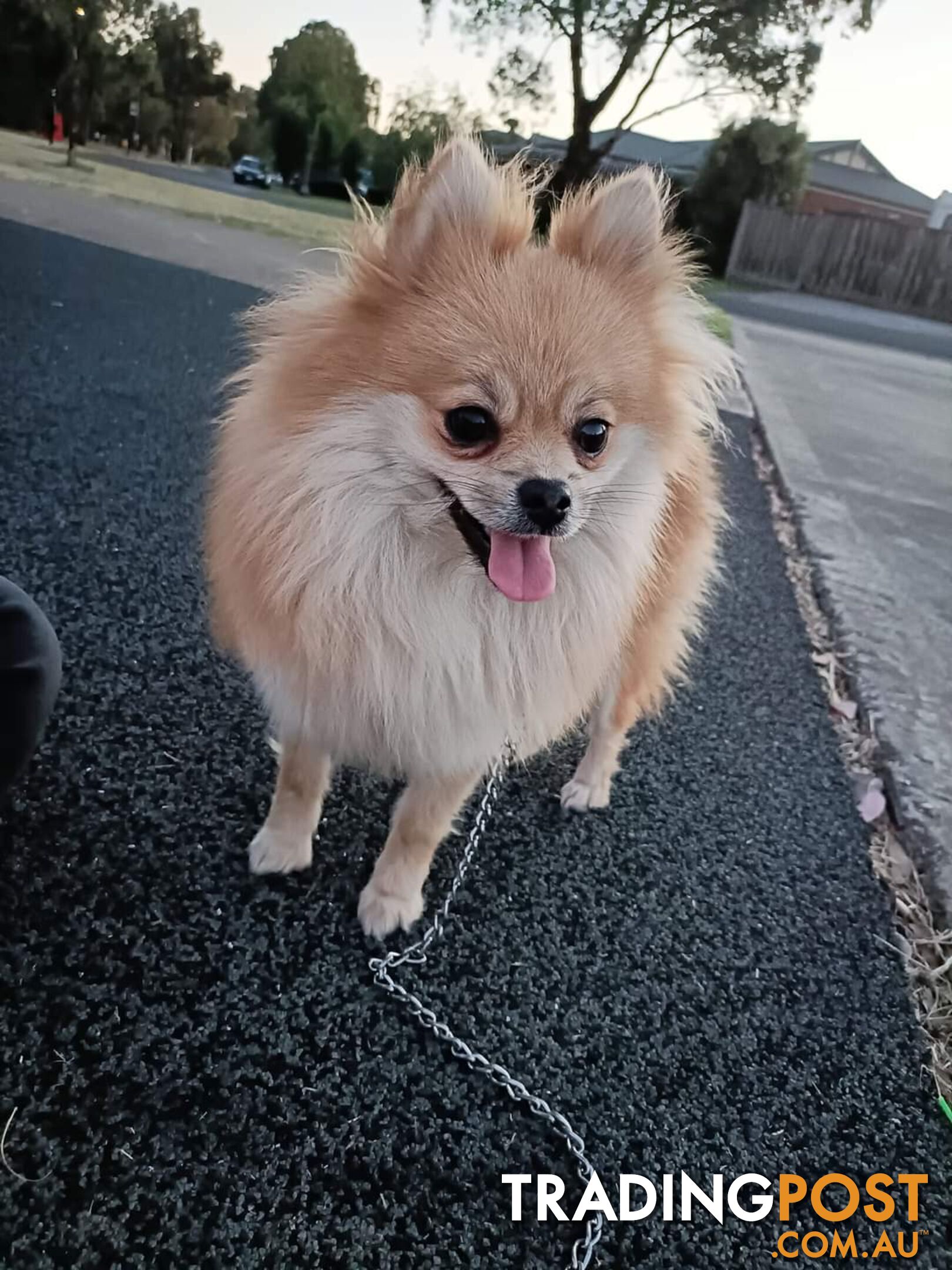 Very Tiny Cute Pure Bred Pomeranian Pups boys.