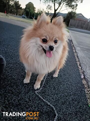 Very Tiny Cute Pure Bred Pomeranian Pups boys.