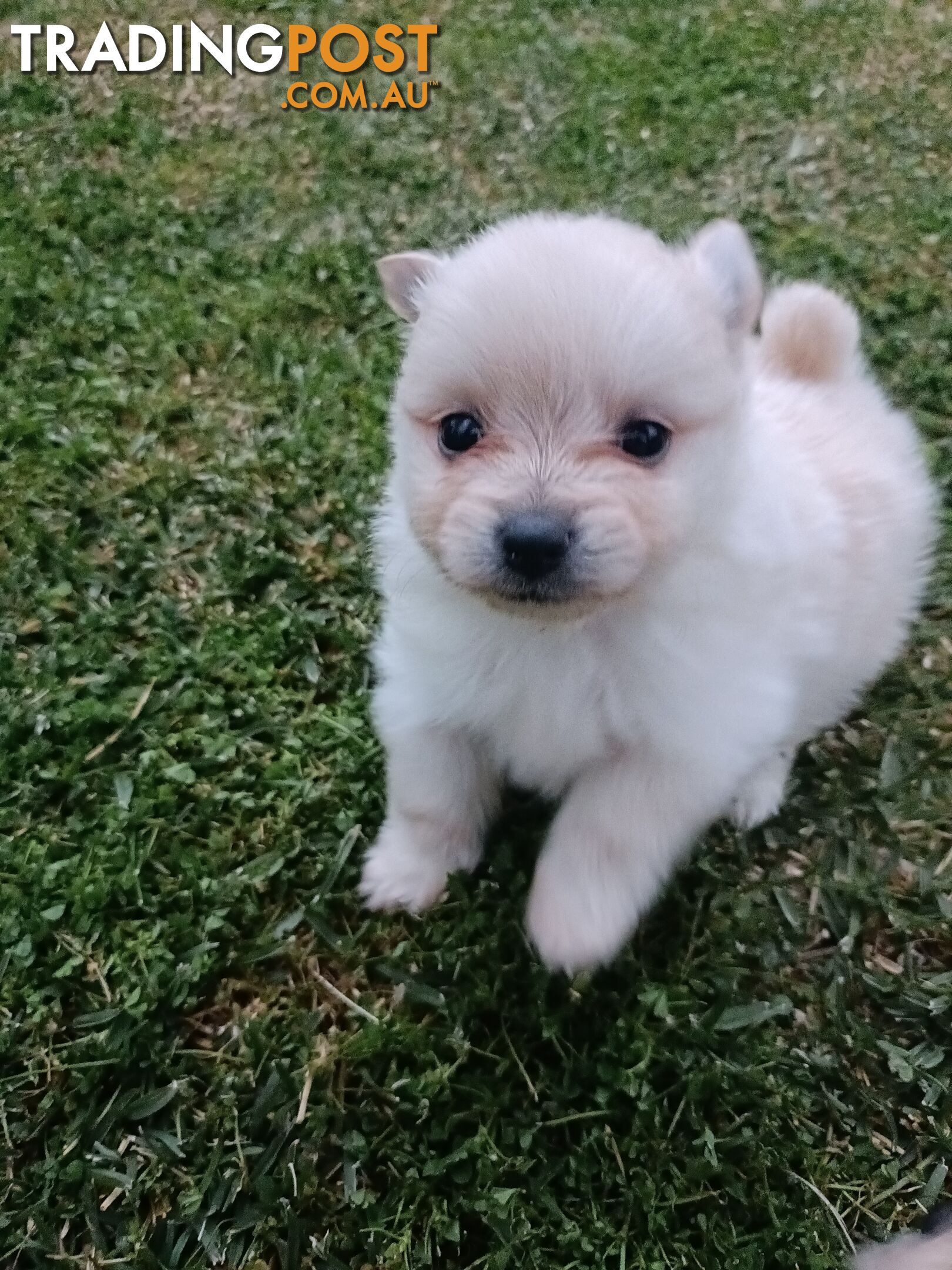 Very Tiny Cute Pure Bred Pomeranian Pups boys.