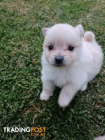 Very Tiny Cute Pure Bred Pomeranian Pups boys.