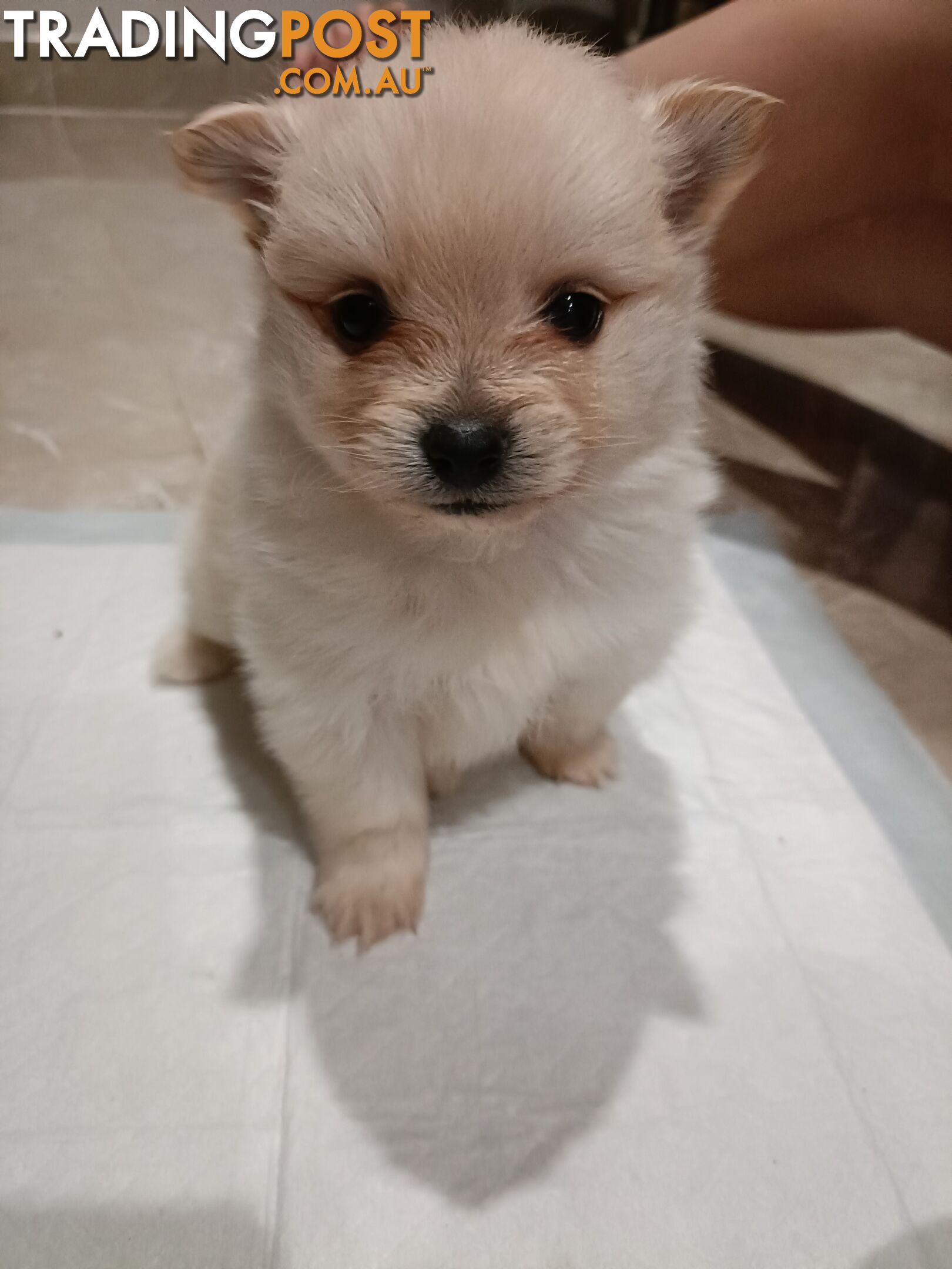 Very Tiny Cute Pure Bred Pomeranian Pups boys.