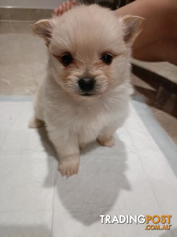 Very Tiny Cute Pure Bred Pomeranian Pups boys.