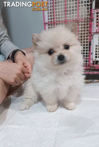 Very Tiny Cute Pure Bred Pomeranian Pups boys and girl.