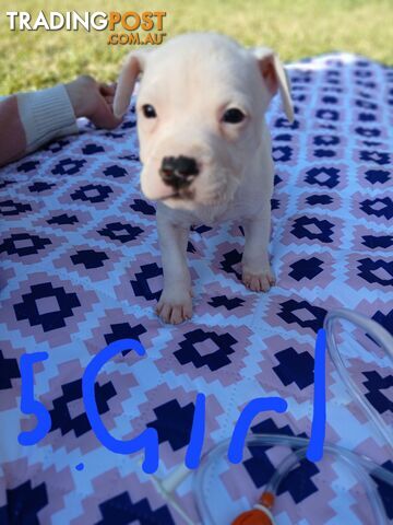 Staffy Puppies for sale!!