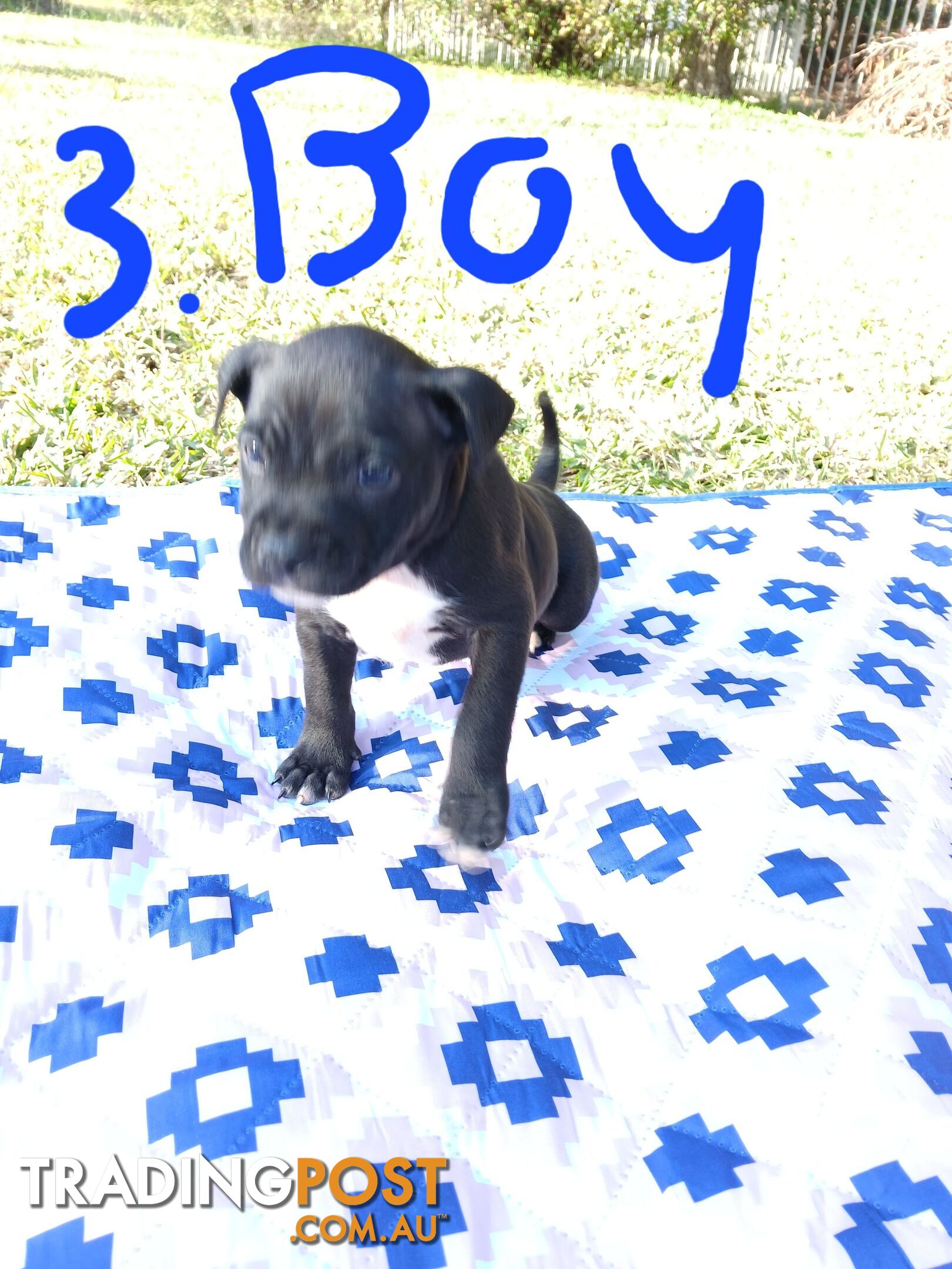 Staffy Puppies for sale!!