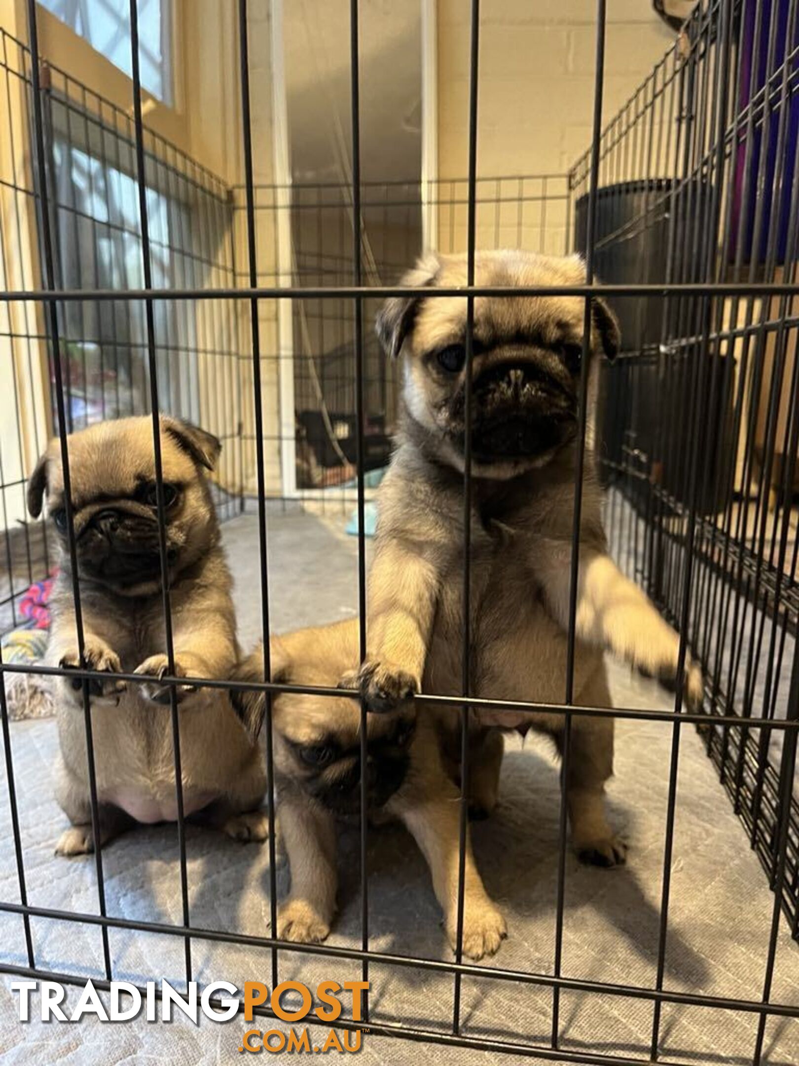 Pure Bred Pug Puppies