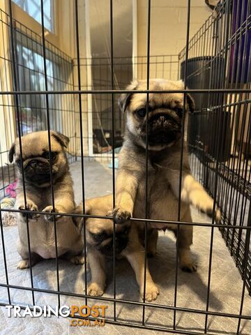 Pure Bred Pug Puppies