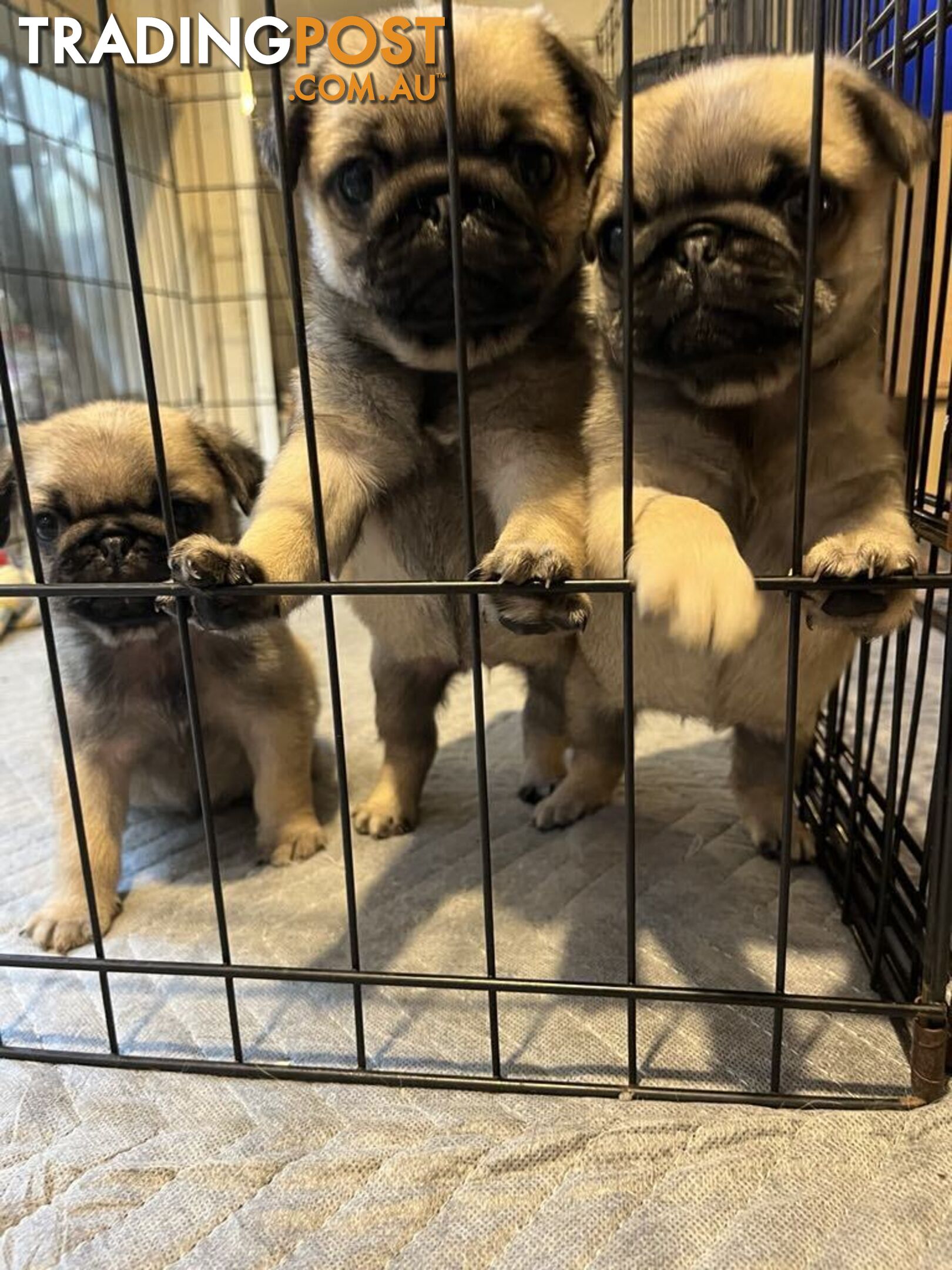 Pure Bred Pug Puppies