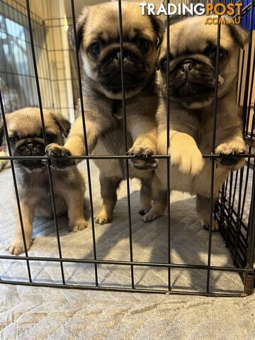 Pure Bred Pug Puppies