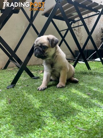 Pure Bred Pug Puppies