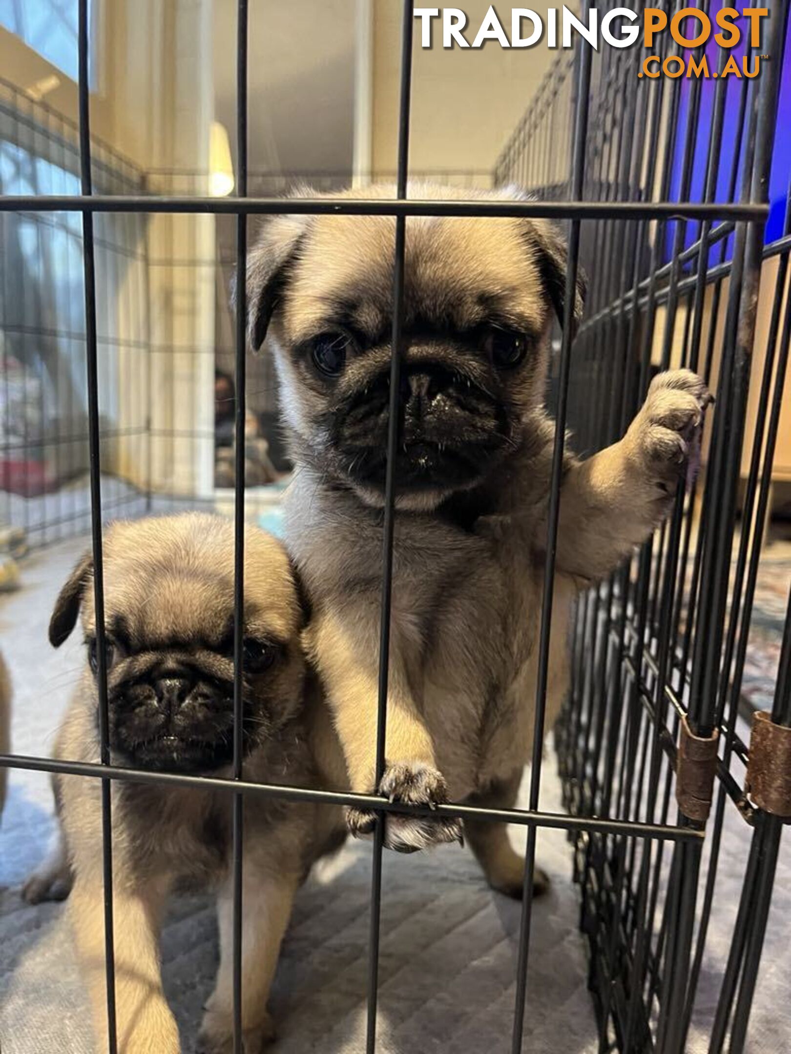 Pure Bred Pug Puppies