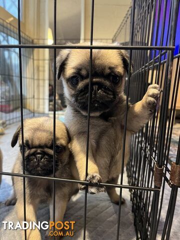 Pure Bred Pug Puppies