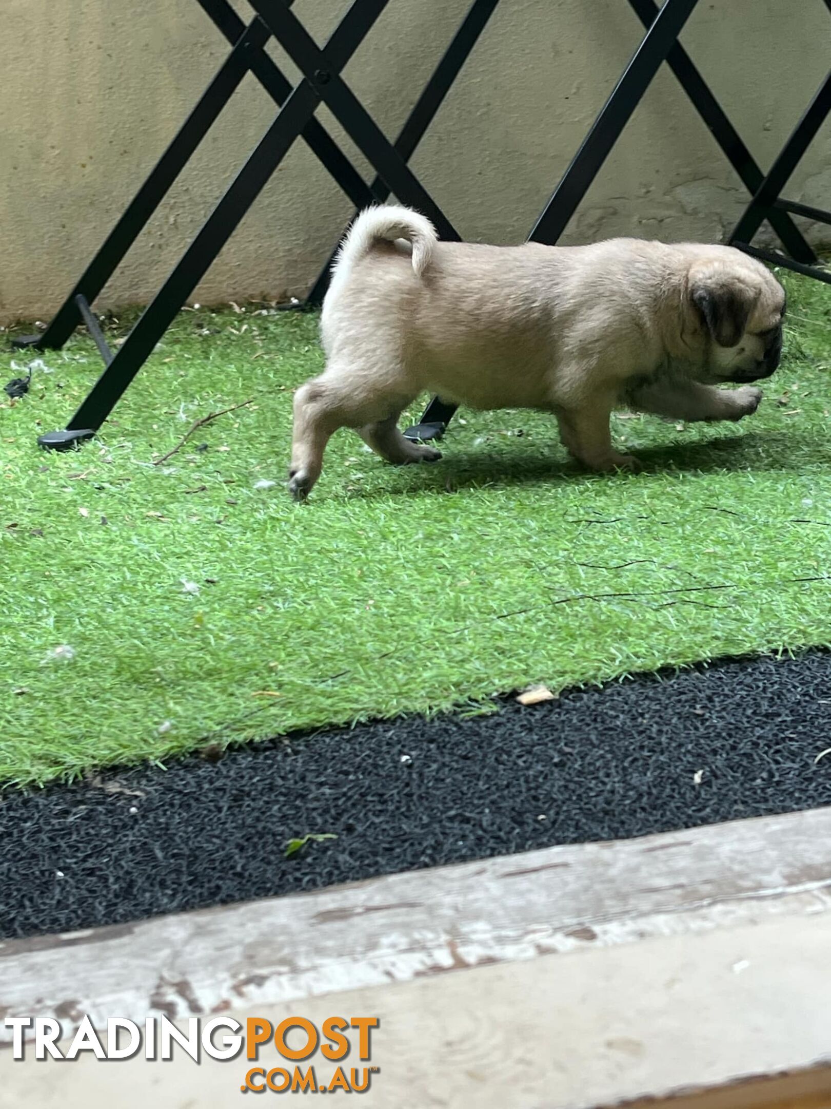 Pure Bred Pug Puppies