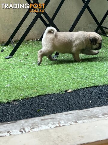 Pure Bred Pug Puppies