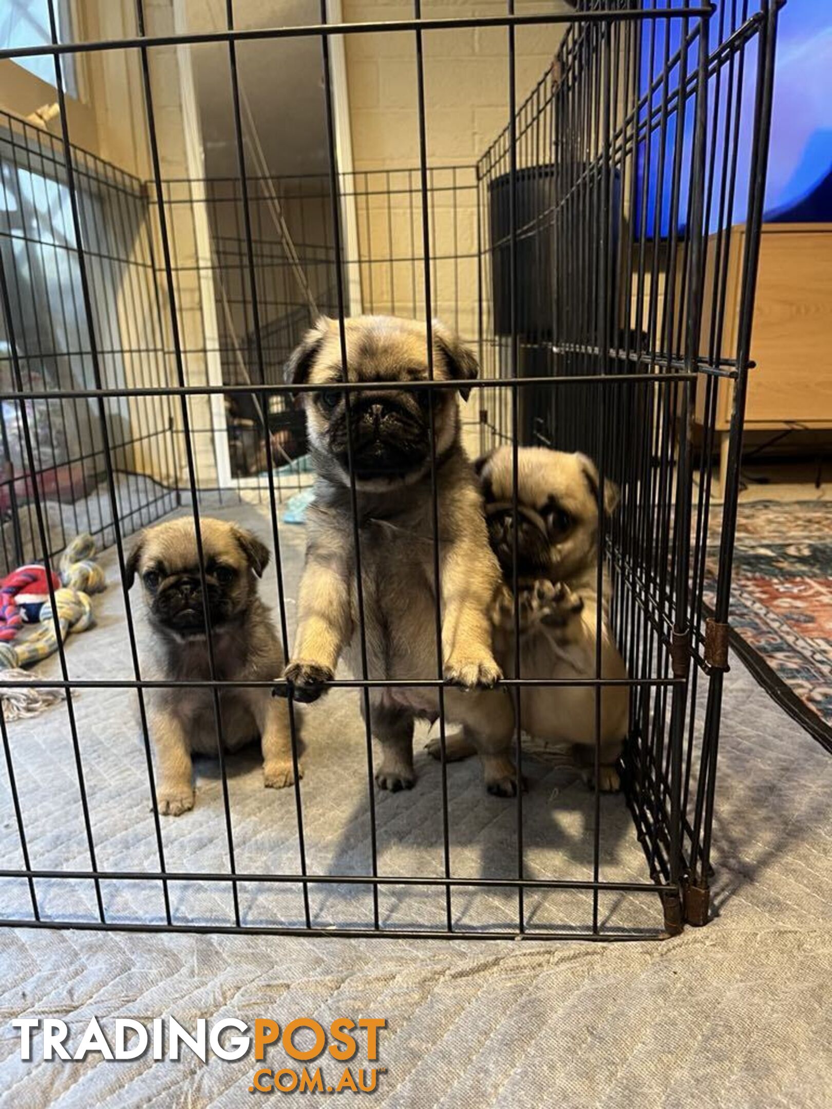 Pure Bred Pug Puppies