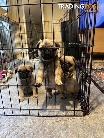 Pure Bred Pug Puppies