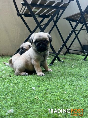 Pure Bred Pug Puppies