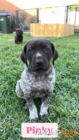 Pedigree German Shorthaired Pointer GSP Puppies