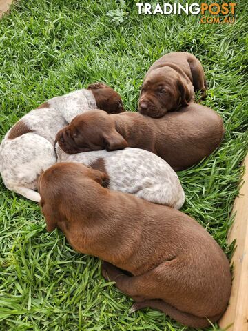 Pedigree German Shorthaired Pointer GSP Puppies