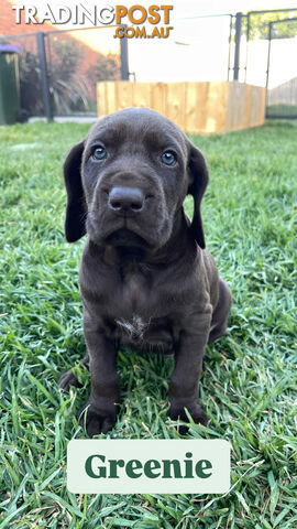 Pedigree German Shorthaired Pointer GSP Puppies