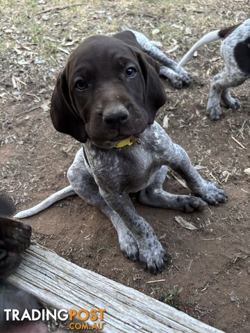 German Shorthaird Pointers