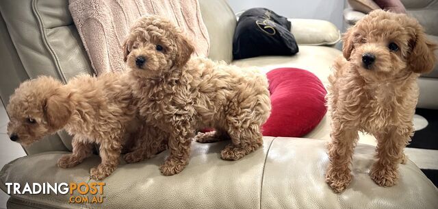 Toy Poodle - Pure breed