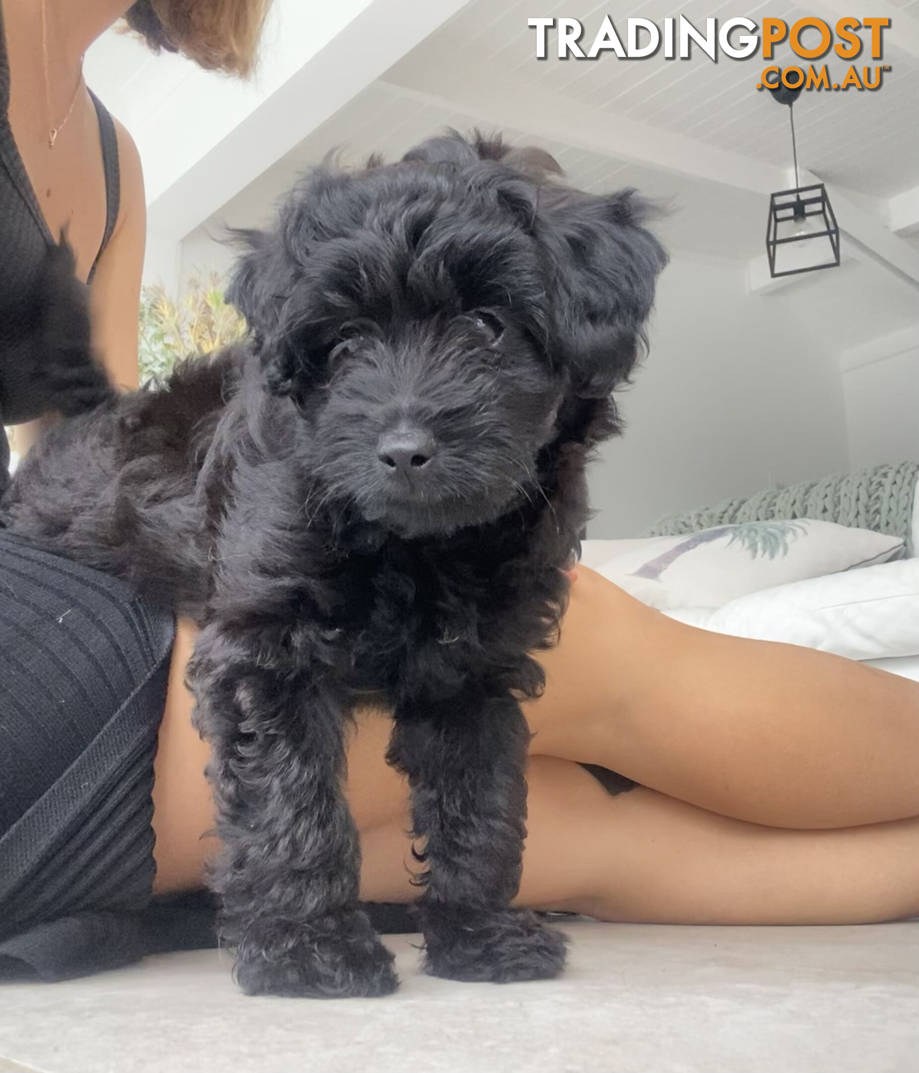 Toy Pomeranian-Poodle Puppies - Available to find a new home today!