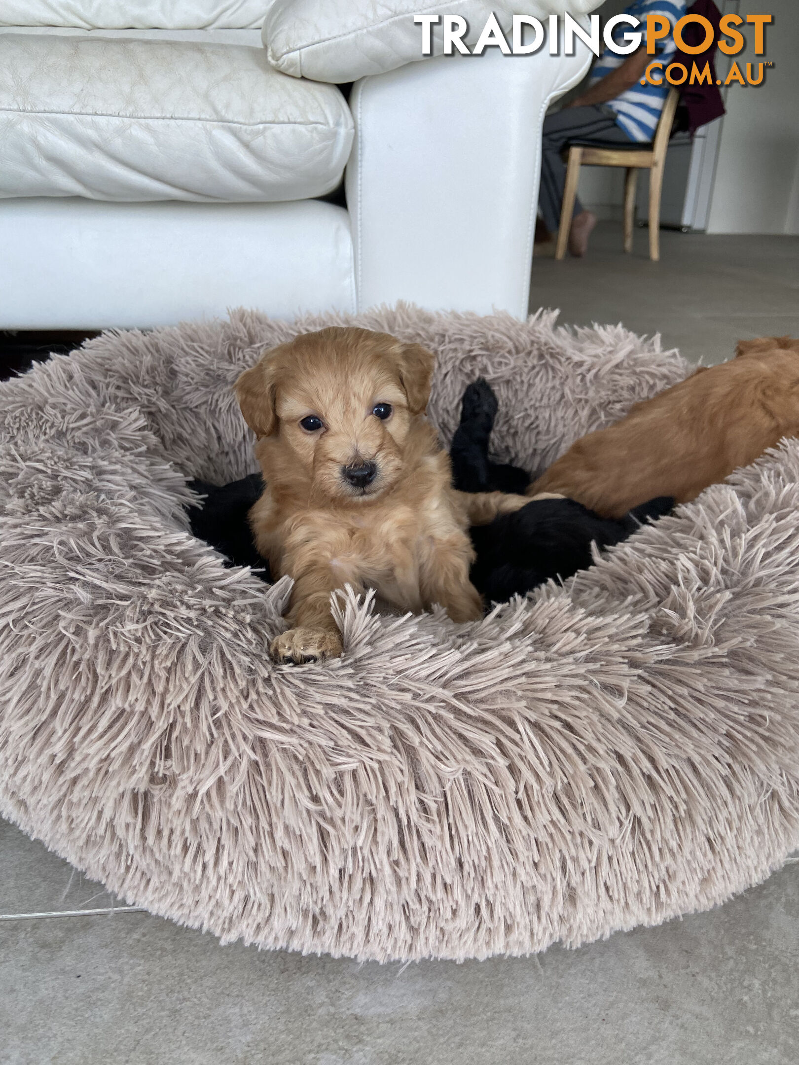 Toy Pomeranian-Poodle Puppies - Available to find a new home today!