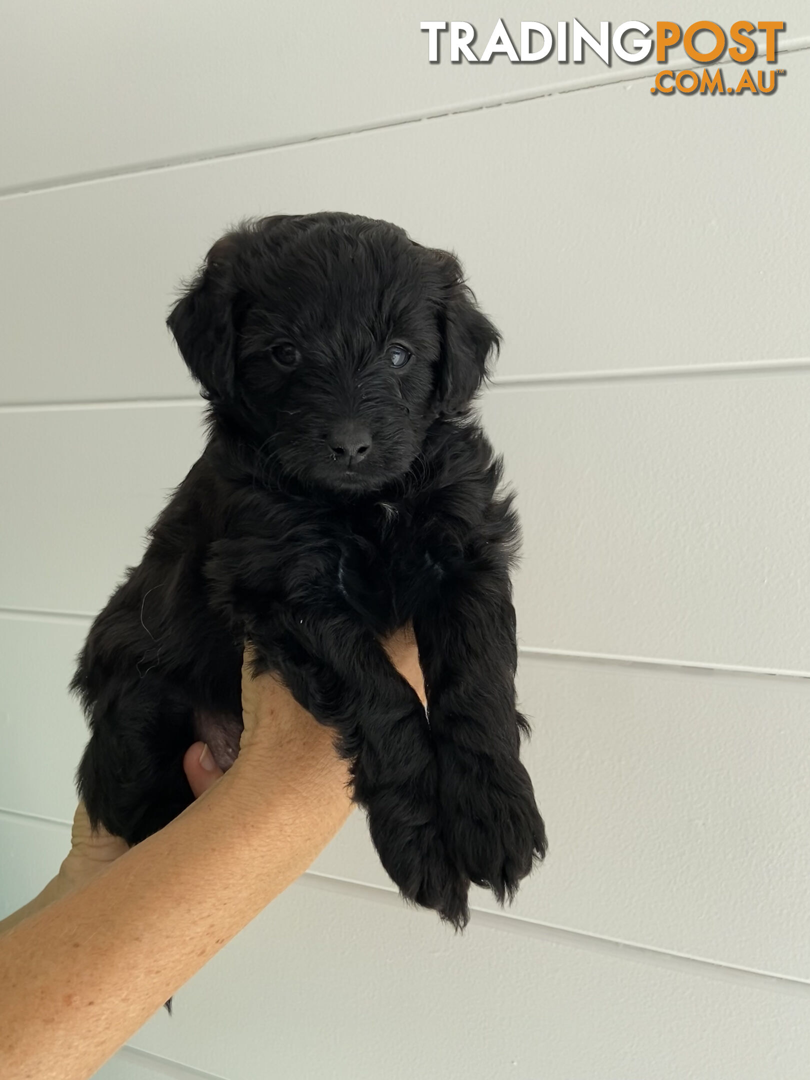 Toy Pomeranian-Poodle Puppies - Available to find a new home today!