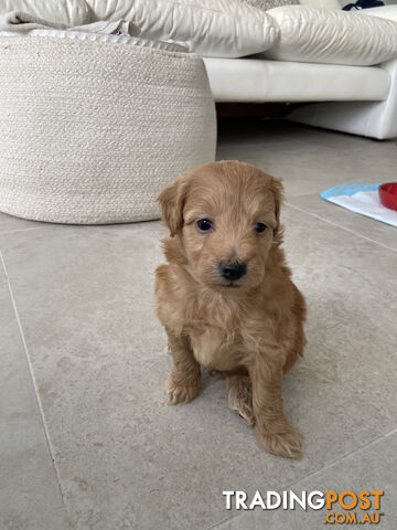 Toy Pomeranian-Poodle Puppies - Available to find a new home today!