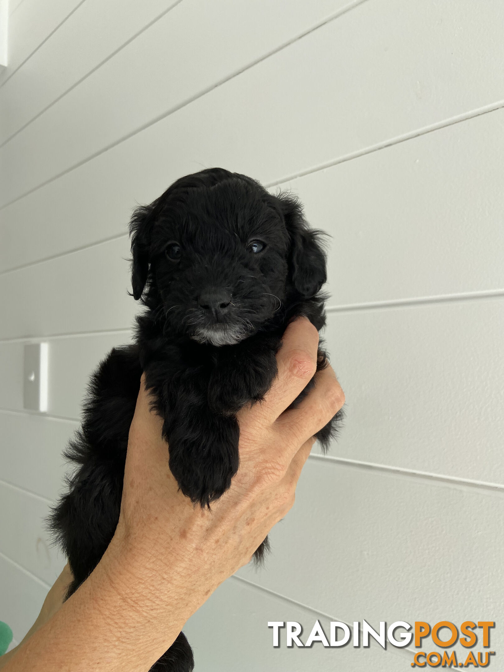 Toy Pomeranian-Poodle Puppies - Available to find a new home today!