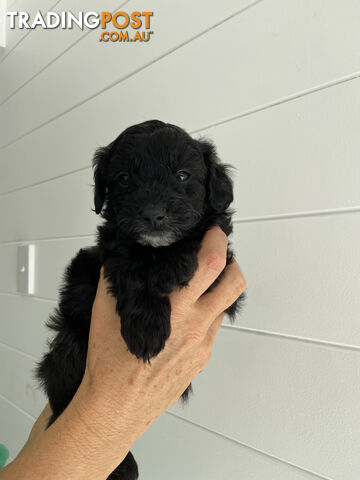 Toy Pomeranian-Poodle Puppies - Available to find a new home today!