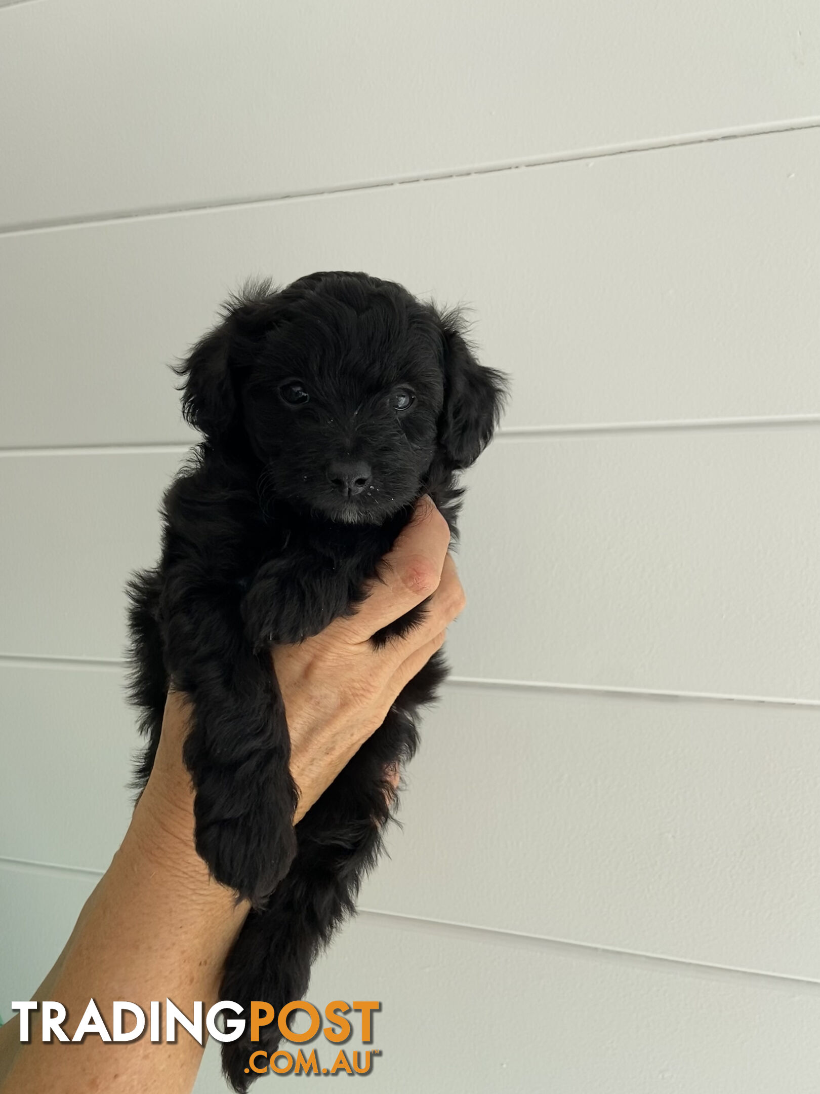 Toy Pomeranian-Poodle Puppies - Available to find a new home today!