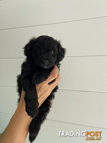 Toy Pomeranian-Poodle Puppies - Available to find a new home today!