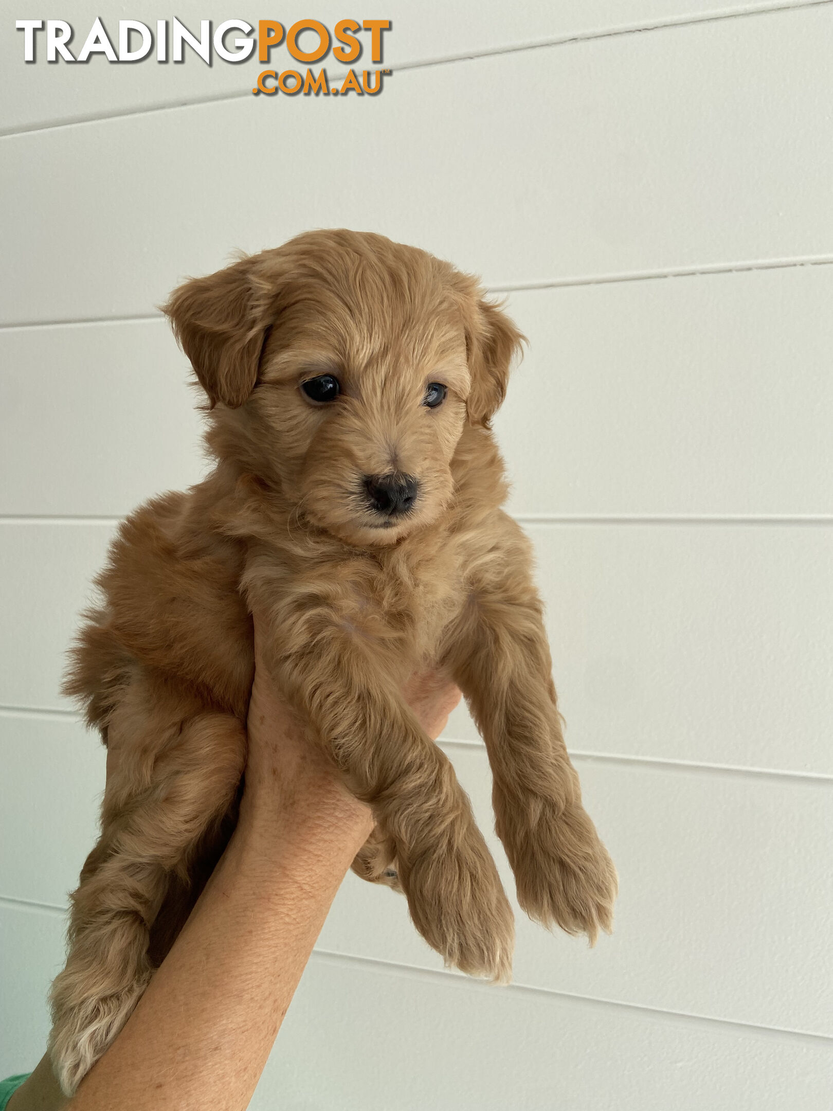 Toy Pomeranian-Poodle Puppies - Available to find a new home today!