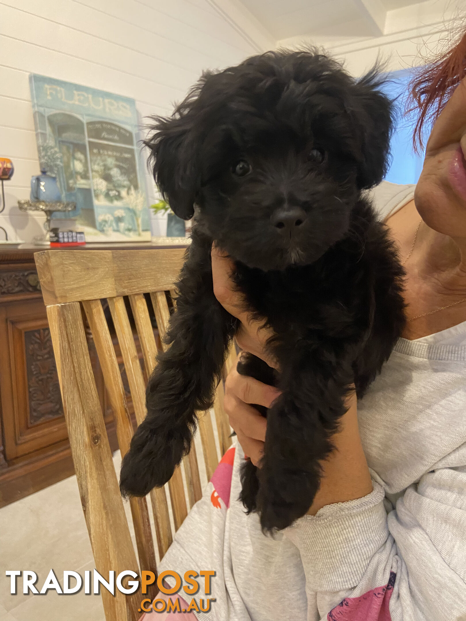 Toy Pomeranian-Poodle Puppies - Available to find a new home today!