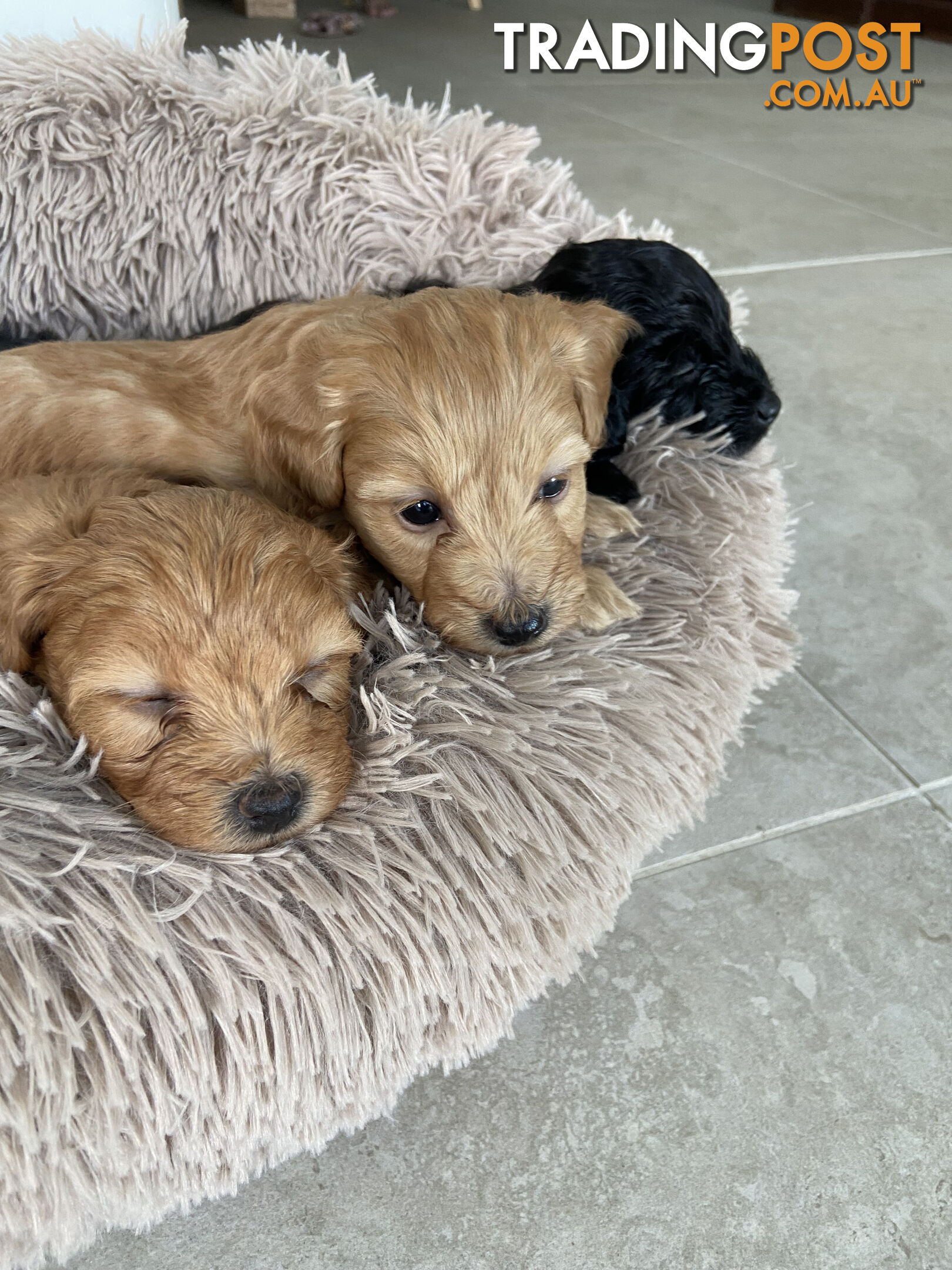 Toy Pomeranian-Poodle Puppies - Available to find a new home today!