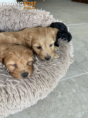 Toy Pomeranian-Poodle Puppies - Available to find a new home today!