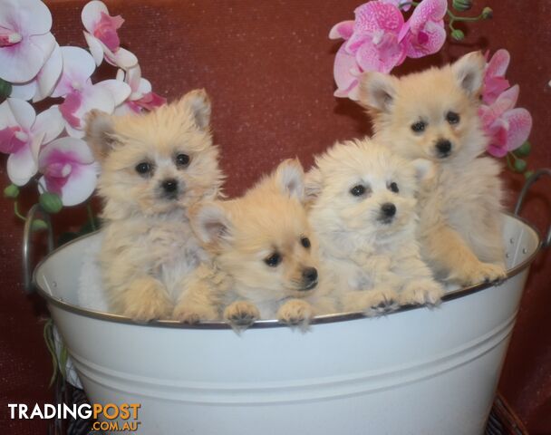 Pomeranian Maltese Mix Full Grown