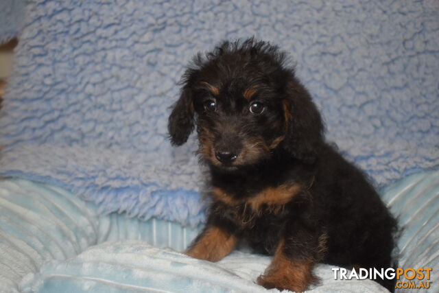 Cairn Terrier x Toy Poodle puppies