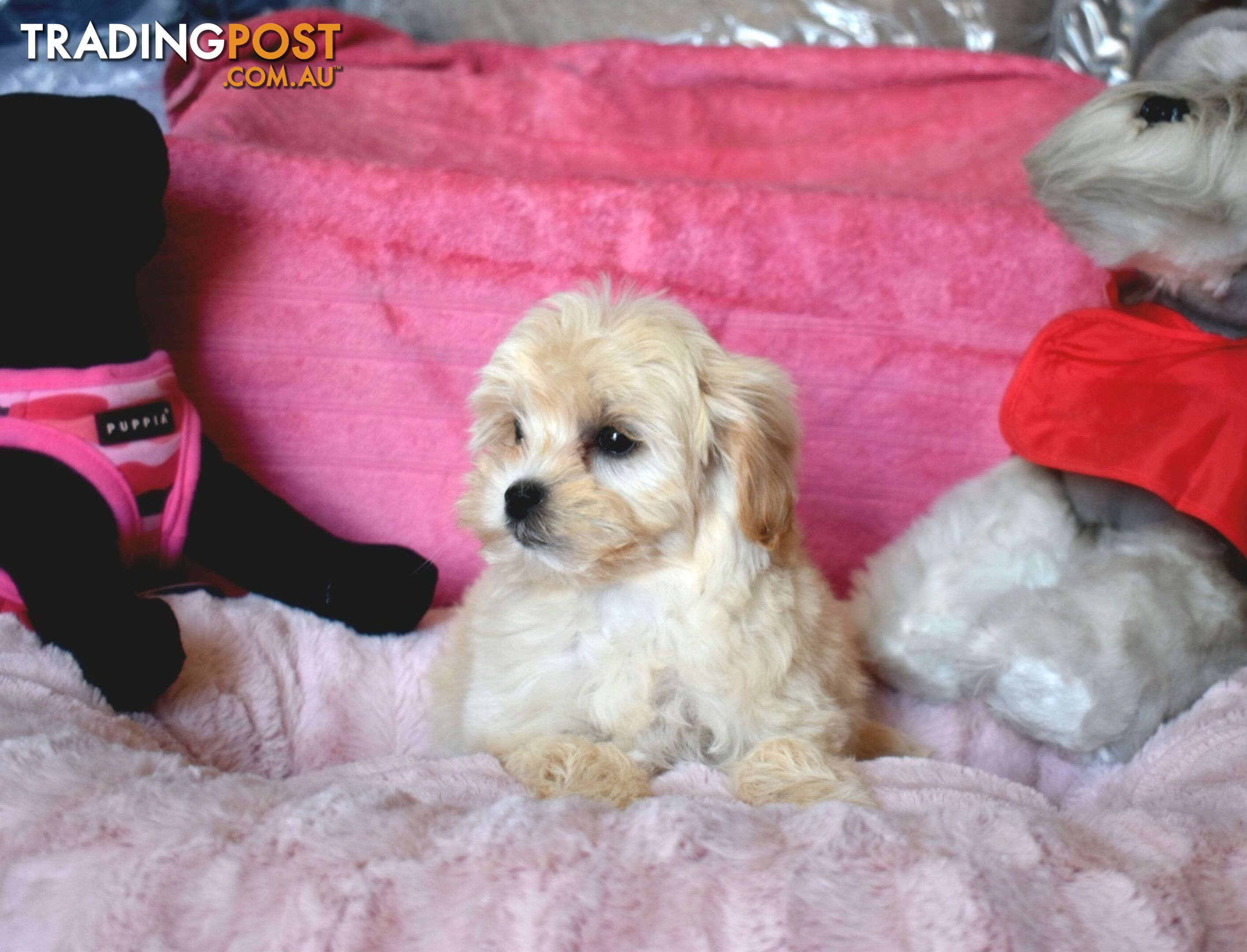 Shih Tzu x Toy Poodle puppies male and female