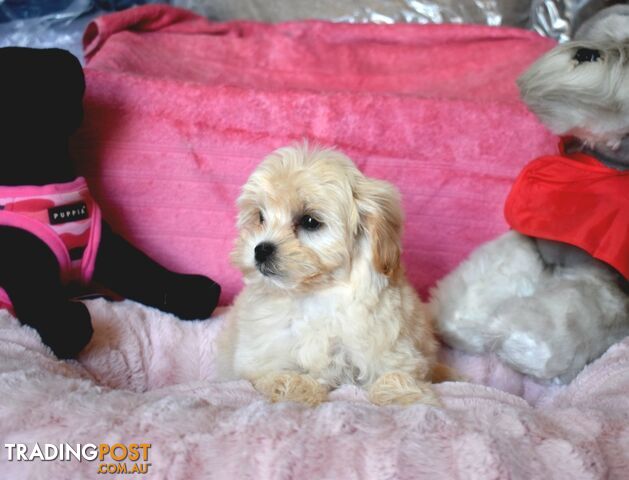 Shih Tzu x Toy Poodle puppies male and female