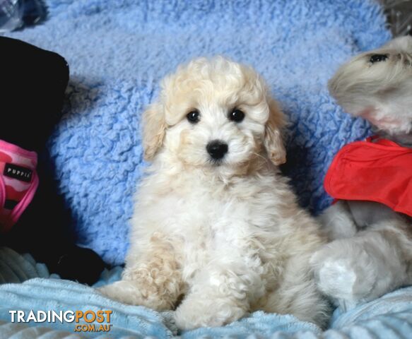 Shih Tzu x Toy Poodle puppies male and female