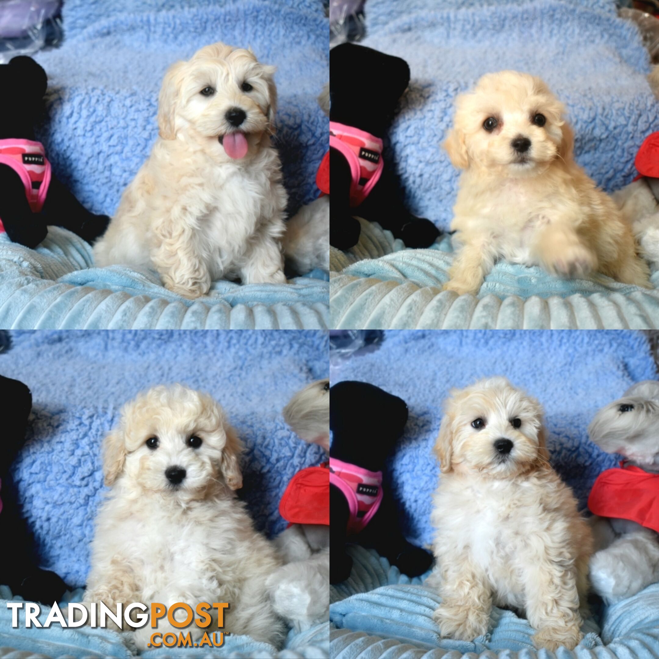 Shih Tzu x Toy Poodle puppies male and female