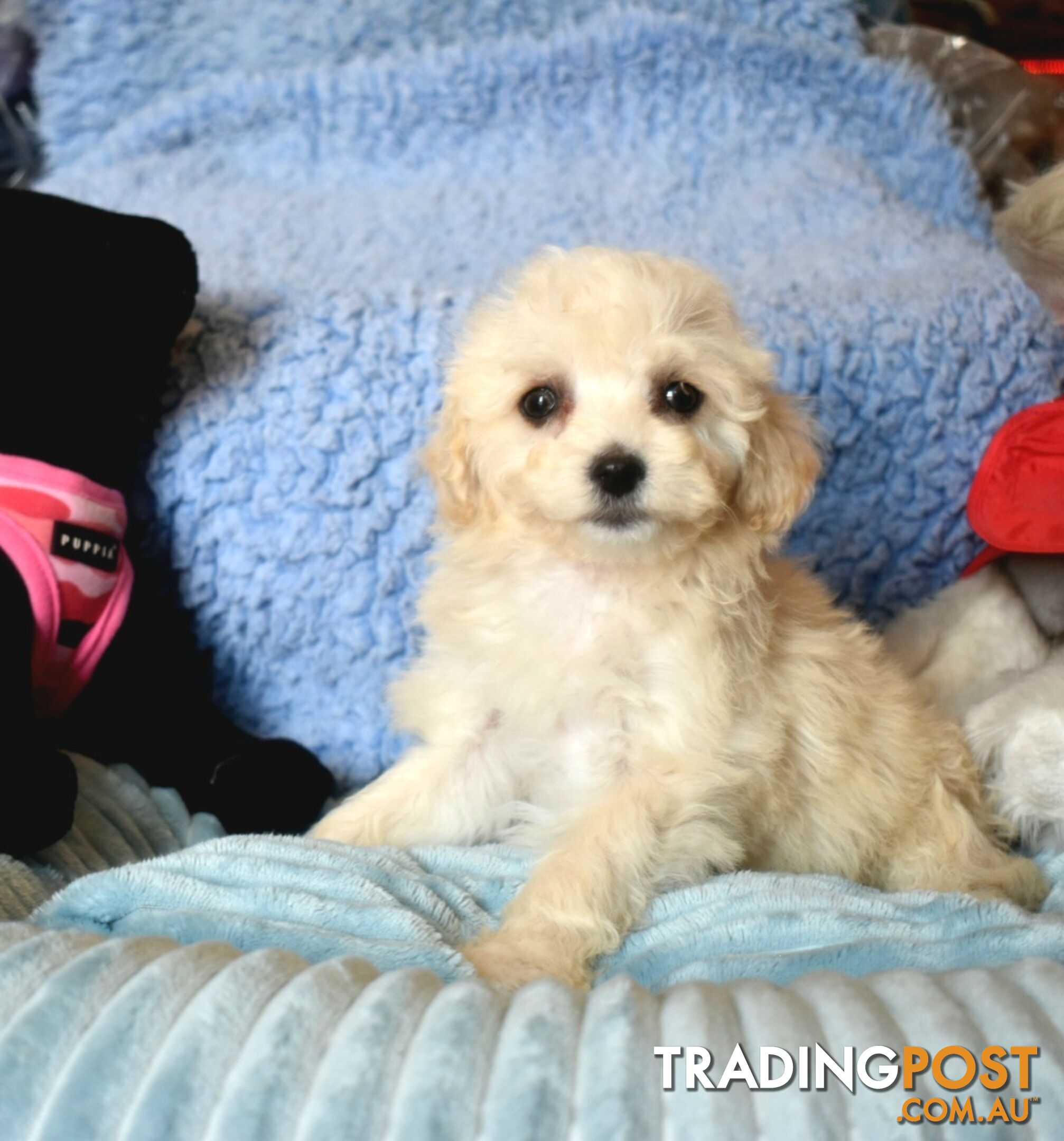 Shih Tzu x Toy Poodle puppies male and female