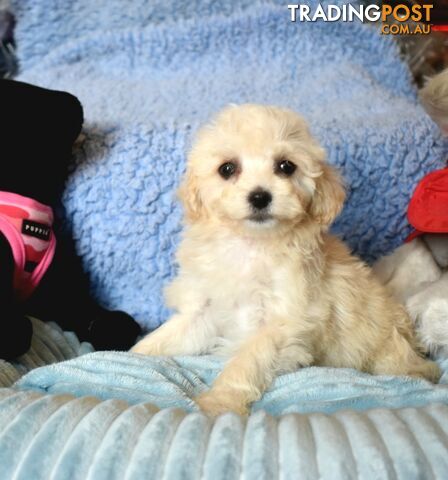 Shih Tzu x Toy Poodle puppies male and female