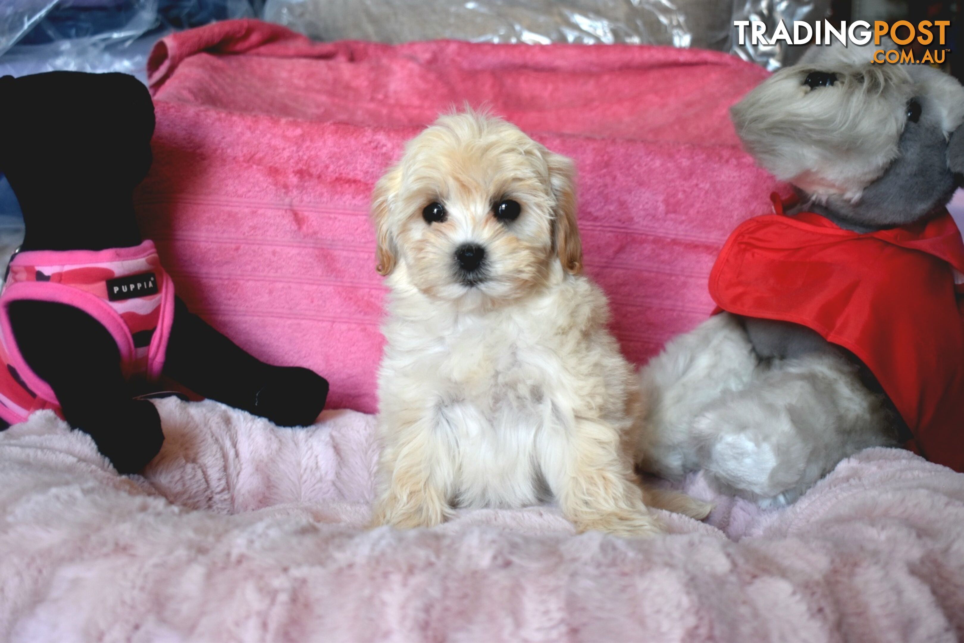 Shih Tzu x Toy Poodle puppies male and female