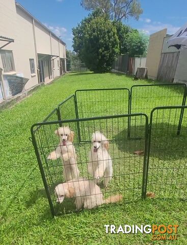 Toy Poodles puppies 5 months old