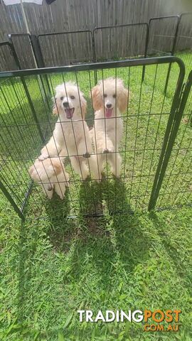 Toy Poodles puppies 5 months old