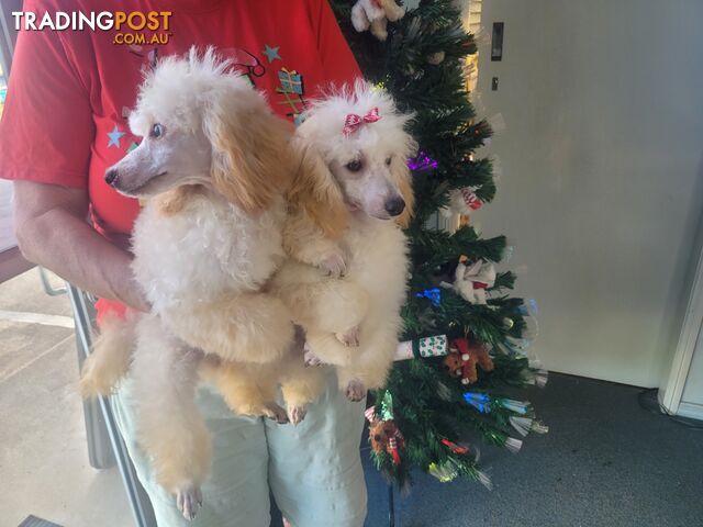 Toy Poodles puppies 5 months old